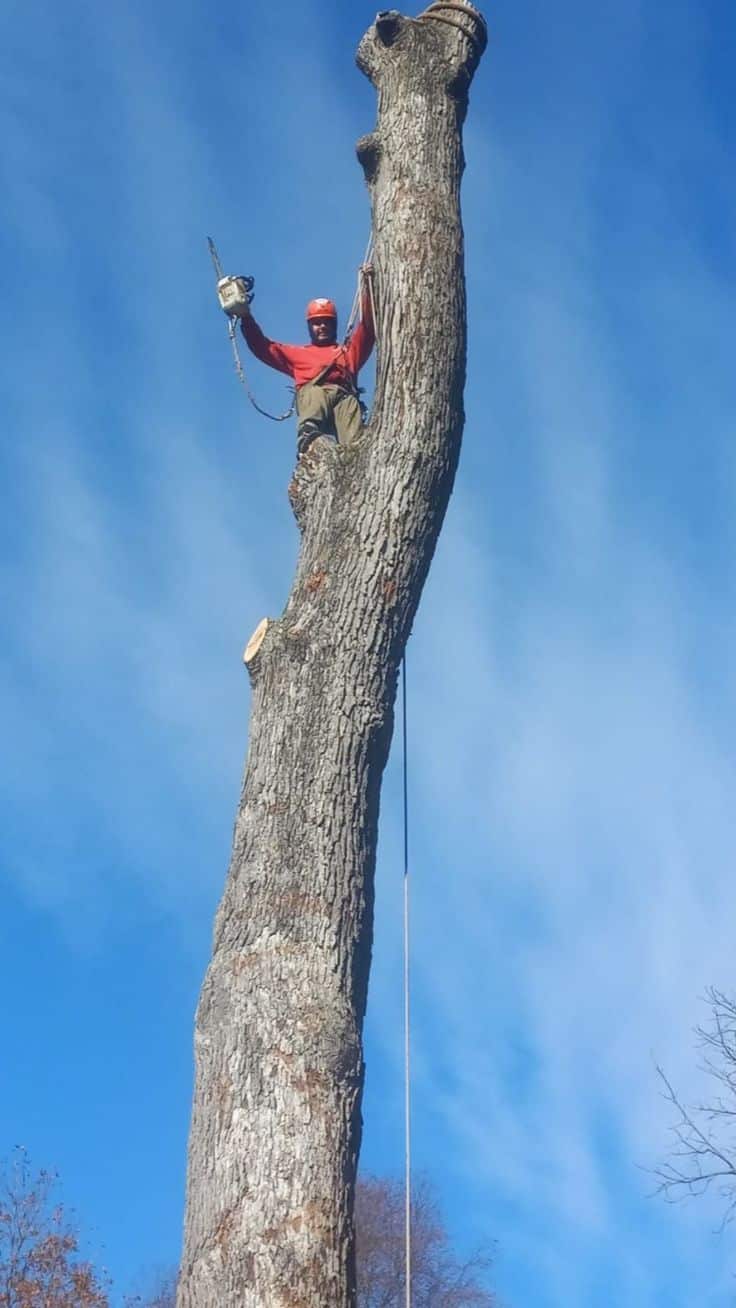 Chris Rippey, ISA Board Certified Master Arborist and founder of Missouri Arborist Company