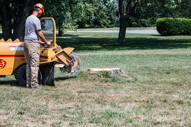 Arborist Reports and Consulting