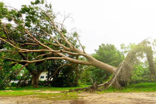 Root Mapping
