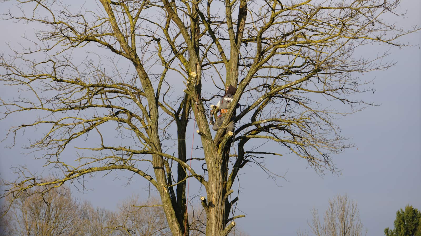 Tree Appraisals and Expert Witness