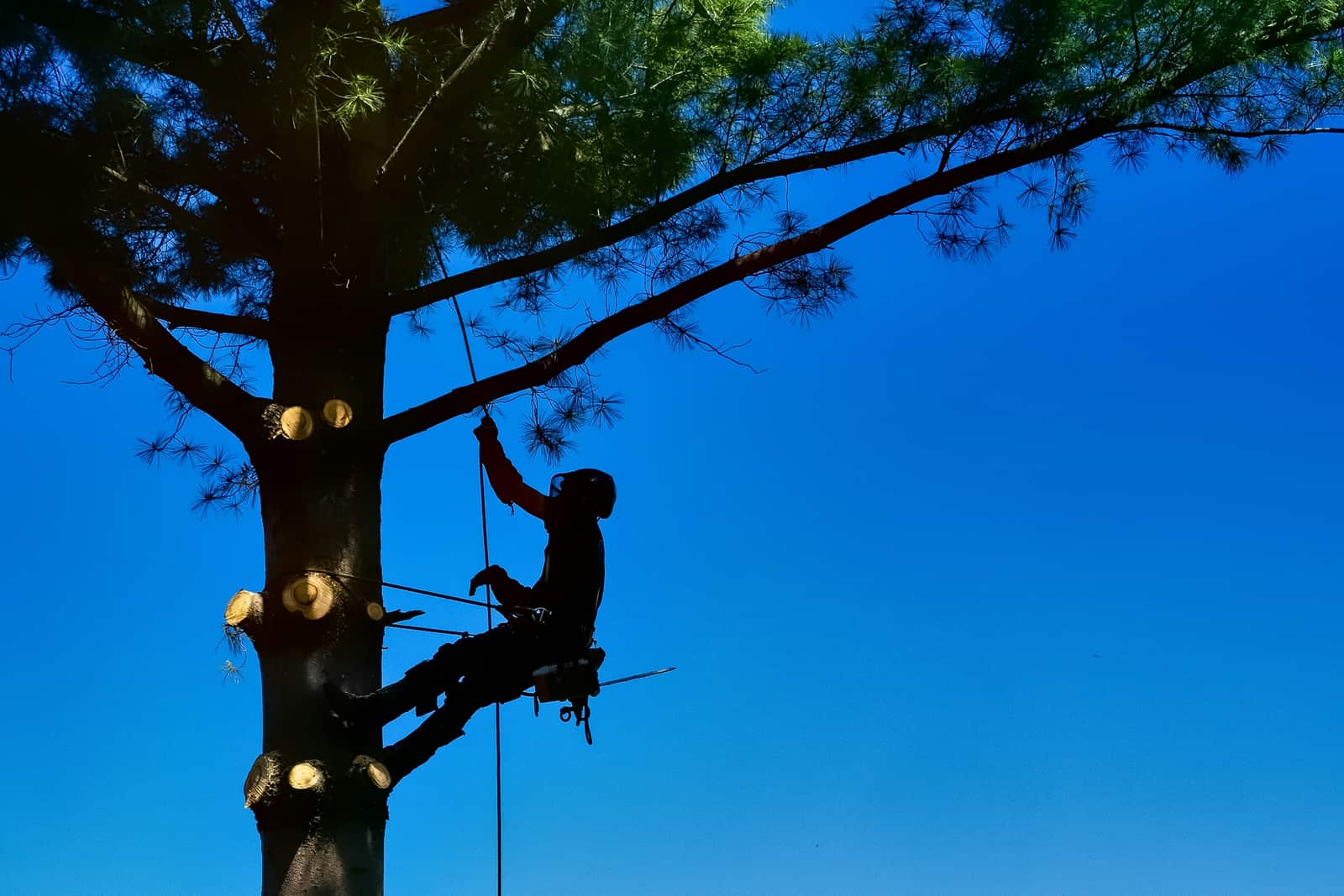 Tree Disease and Pest Diagnosis