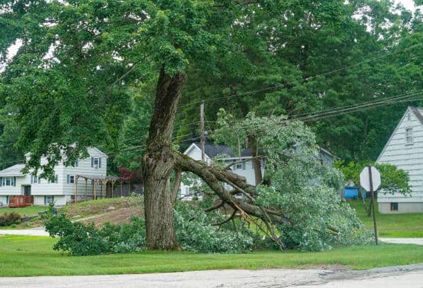 Tree Failure Evaluations