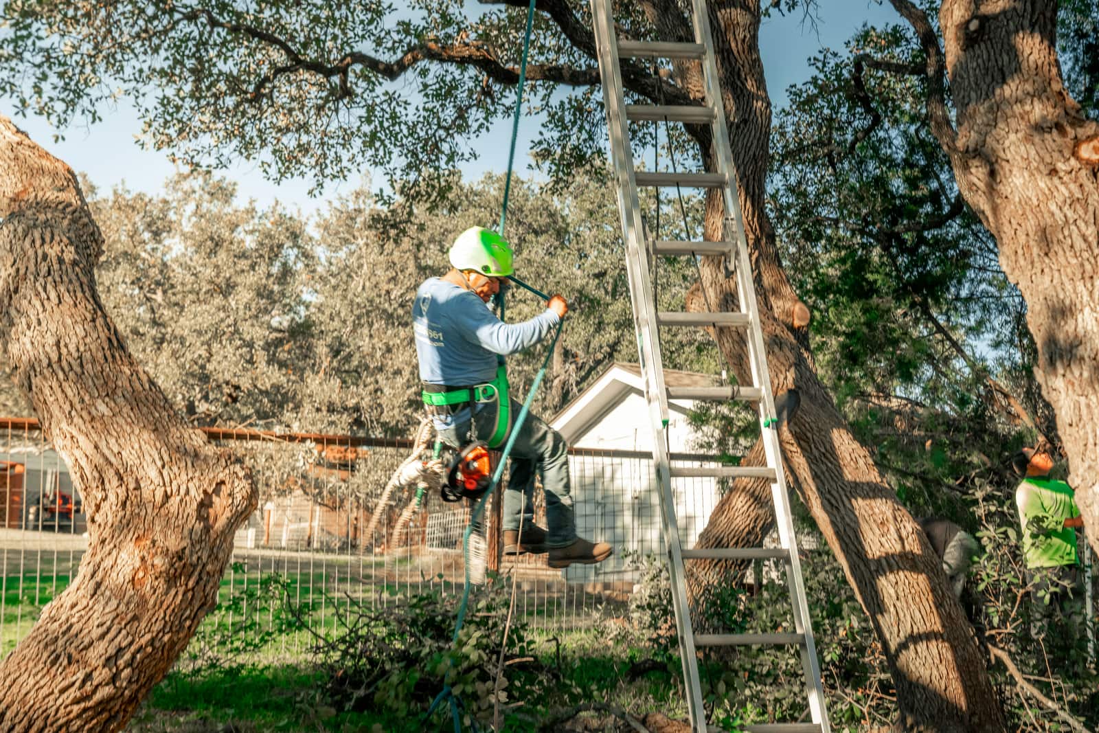 Tree Pruning and Removal