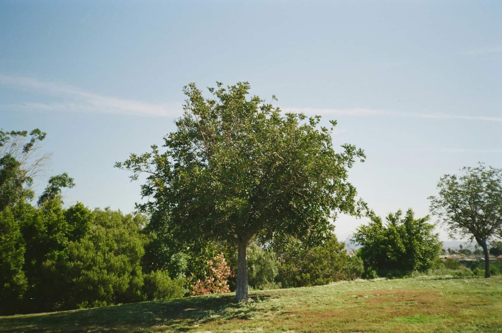 Tree Risk Assessments